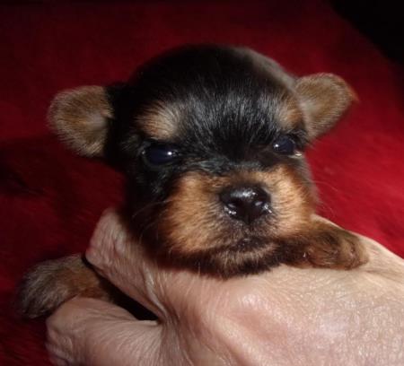 Available Yorkies - Yorkshire Terrier Puppies - Yorkie Puppies