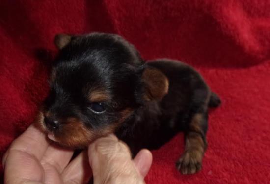 Available Yorkies - Yorkshire Terrier Puppies - Yorkie Puppies