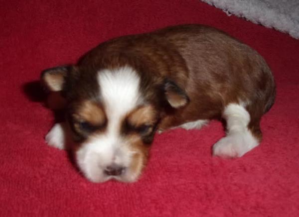 yorkie puppy for sale