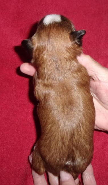 yorkie puppy for sale